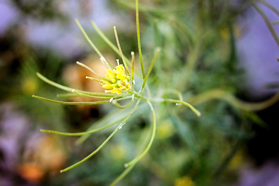 Flora Close Up Plant Flower