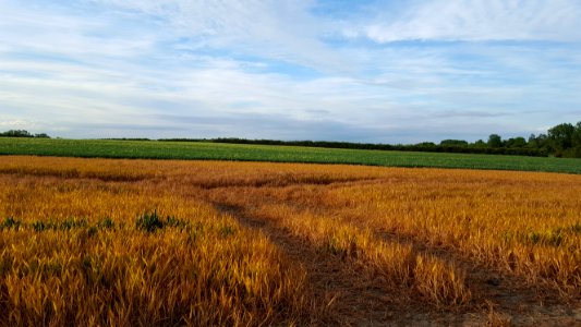 Field Crop Plain Prairie