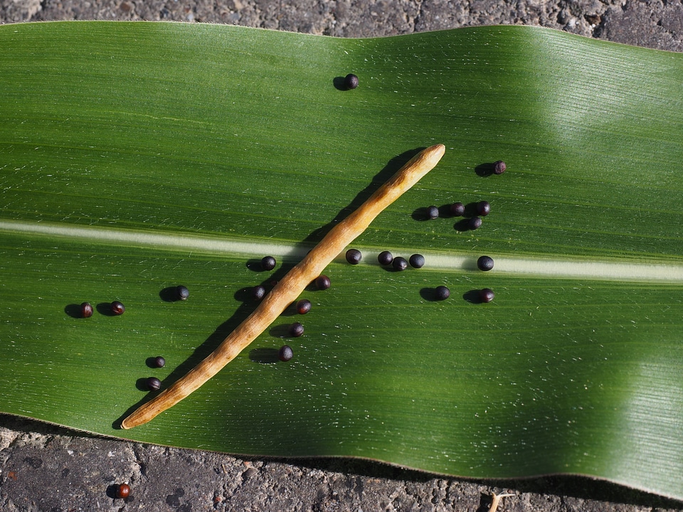 Grains pod brassica napus