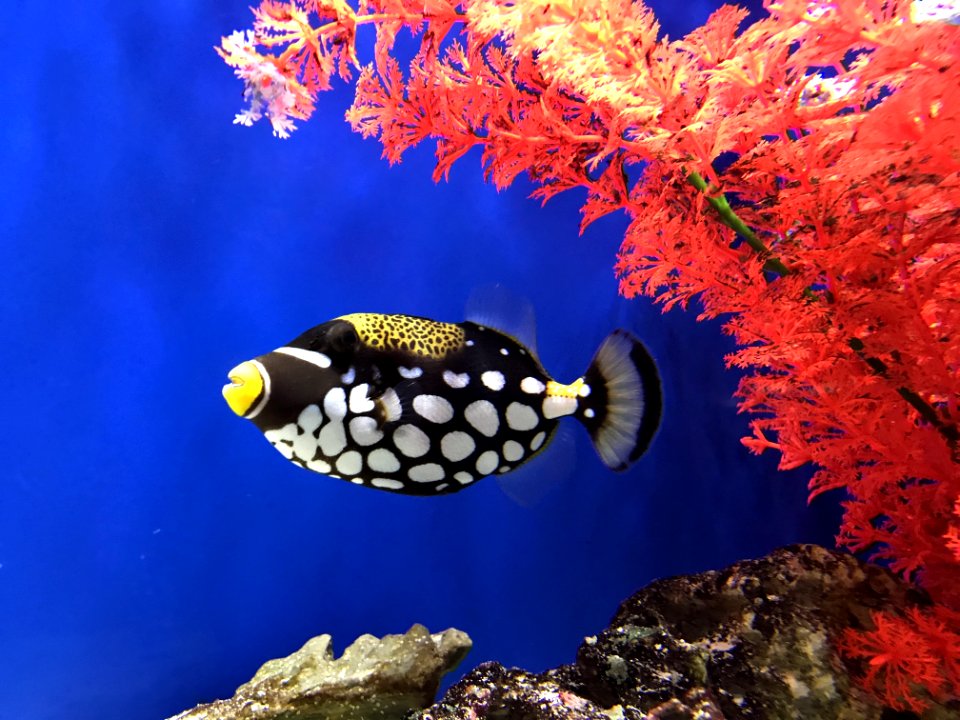 Marine Biology Fish Coral Reef Fish Coral Reef photo