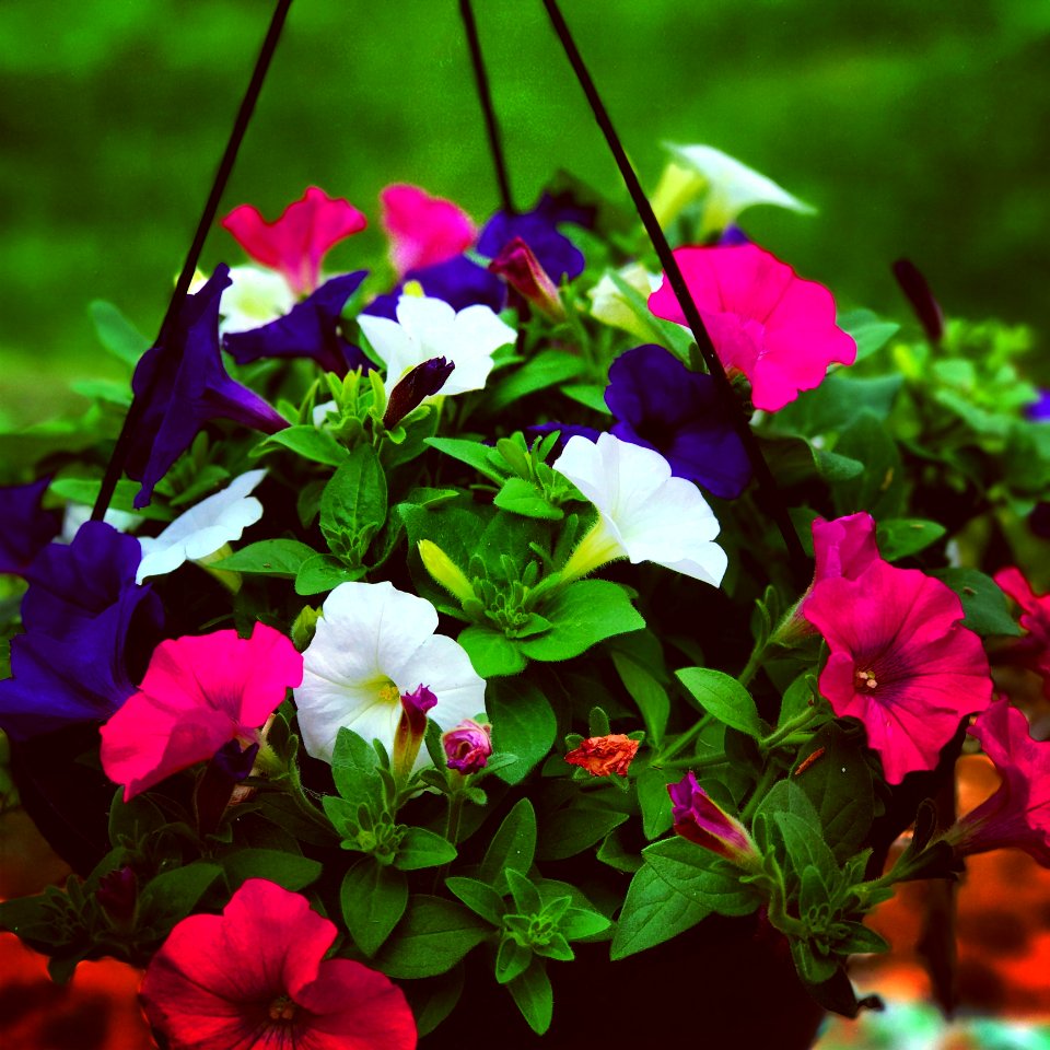 Flower Plant Flora Purple