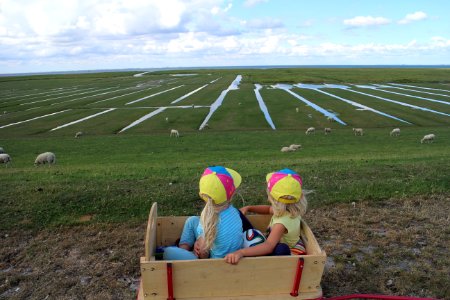 Field Agriculture Crop Farm