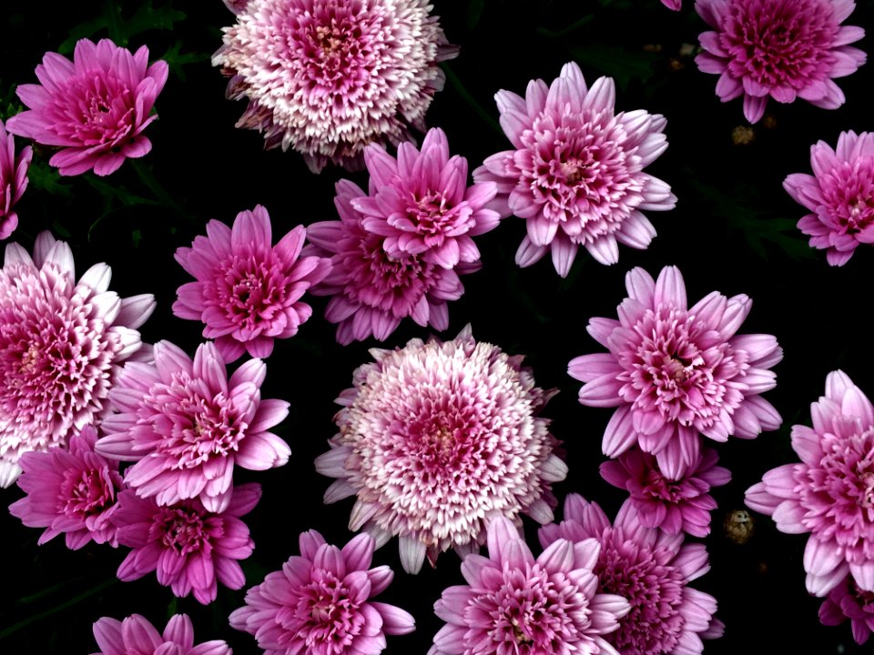 Flower Purple Pink Violet