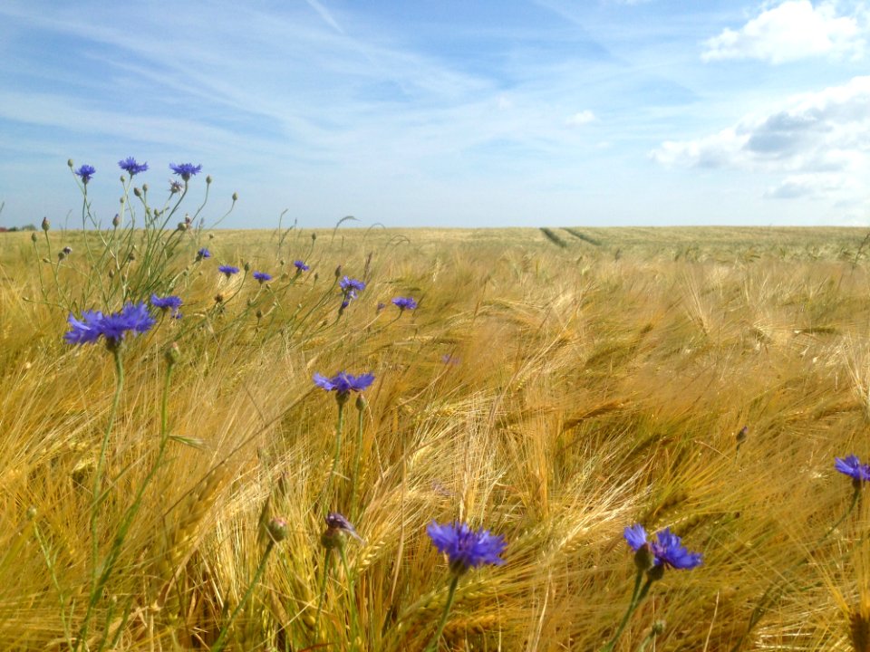 Grassland Ecosystem Prairie Steppe