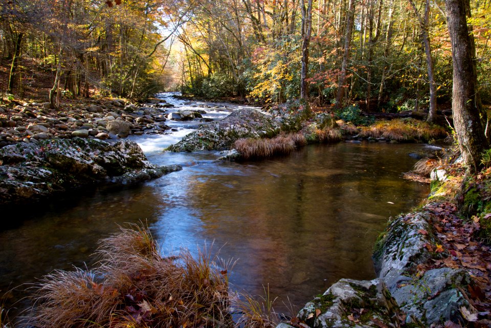 Stream Water Nature Creek