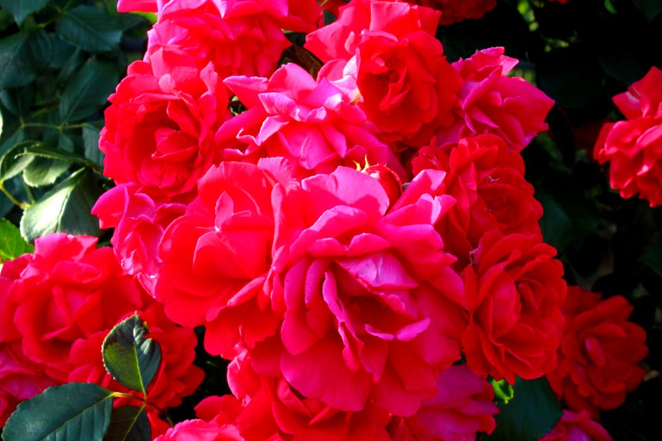 Flower Rose Plant Pink