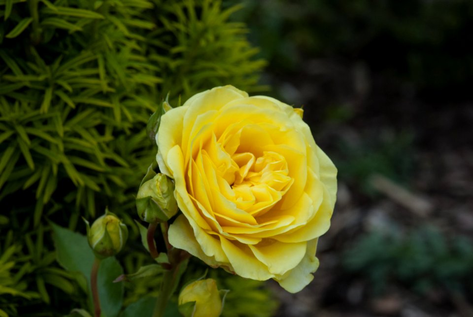 Yellow Flower Rose Family Rose
