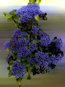 Flower Plant Purple Flowering Plant