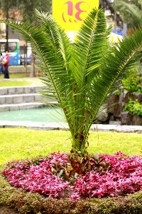 Plant Arecales Leaf Palm Tree photo