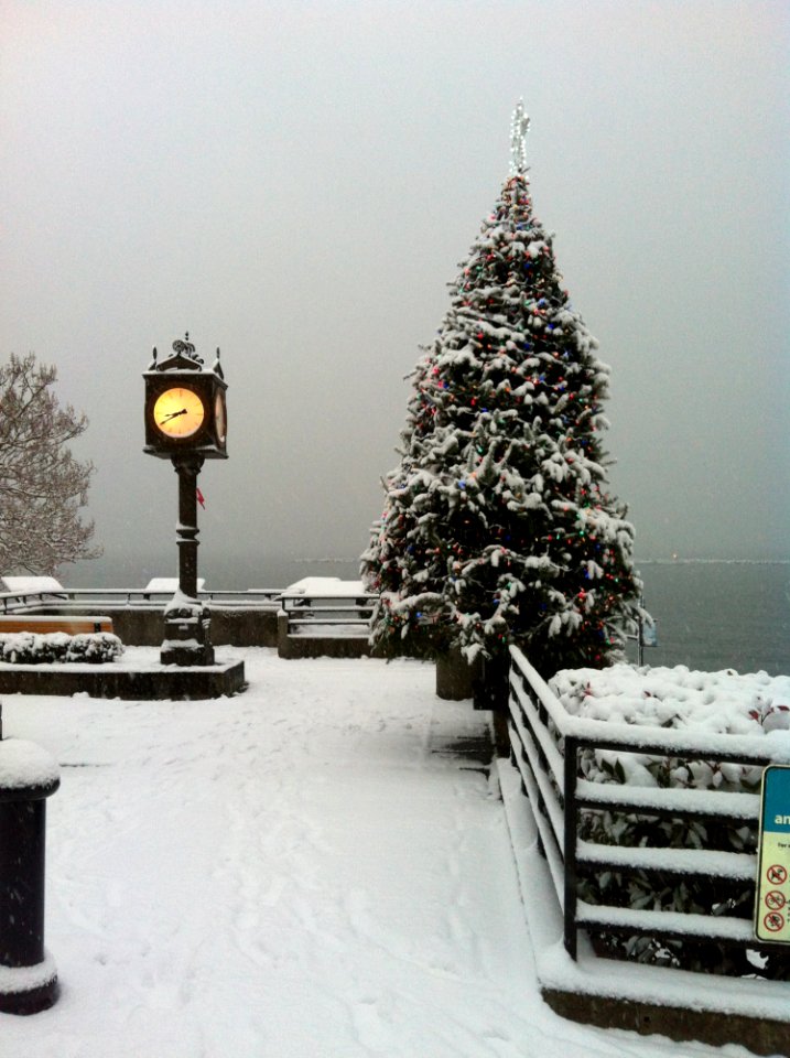 Snow Winter Christmas Tree Tree