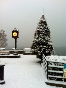 Snow Winter Christmas Tree Tree photo
