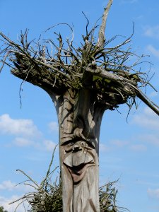 Tree Woody Plant Sky Plant photo