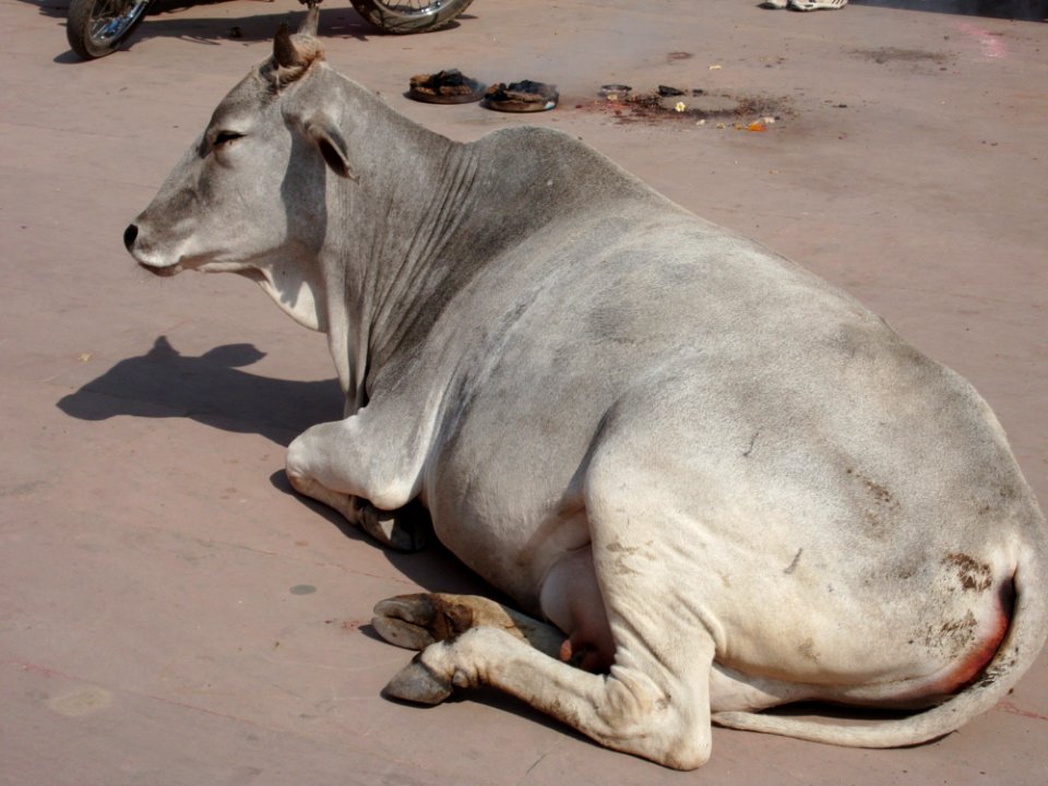 Cattle Like Mammal Fauna Terrestrial Animal Snout