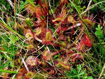 Plant Flora Vegetation Carnivorous Plant