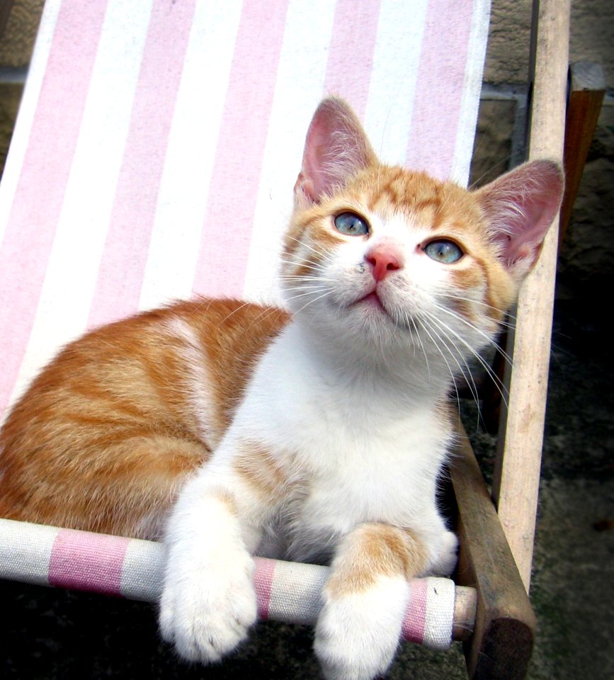 Cat Whiskers Small To Medium Sized Cats Cat Like Mammal