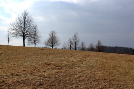 Sky Field Tree Cloud photo