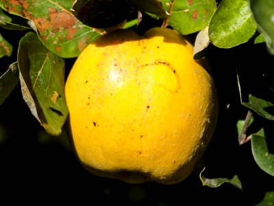 Fruit Citrus Fruit Tree Yellow