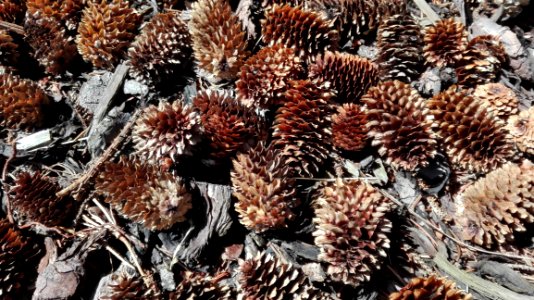 Conifer Cone Organism Sea Urchin Pine Family