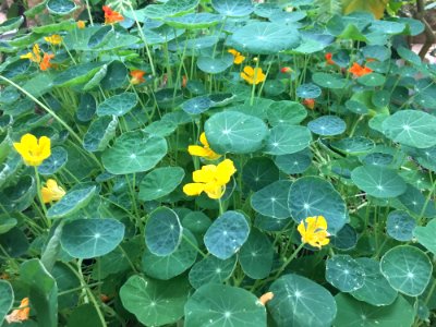 Plant Leaf Flora Flower photo