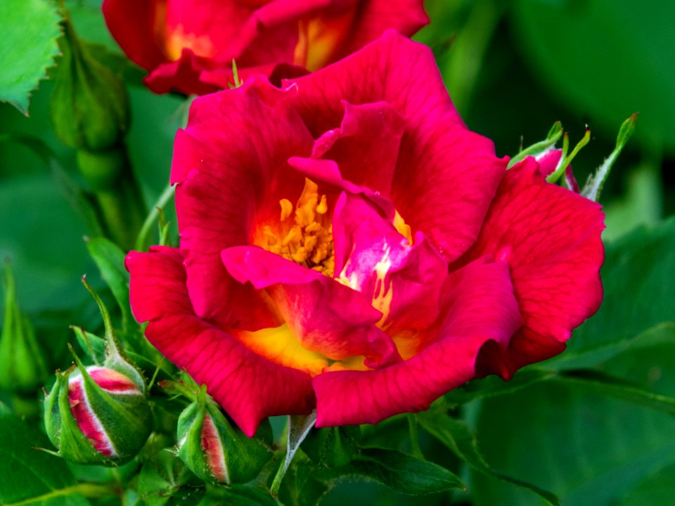 Flower Plant Rose Family Flowering Plant
