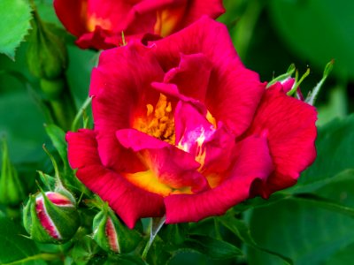 Flower Plant Rose Family Flowering Plant