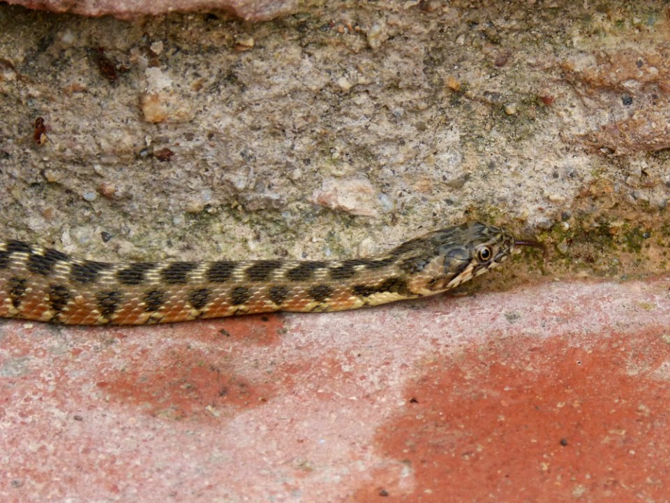 Snake Reptile Scaled Reptile Serpent