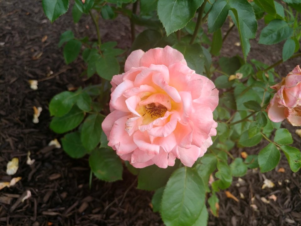 Flower Rose Rose Family Plant