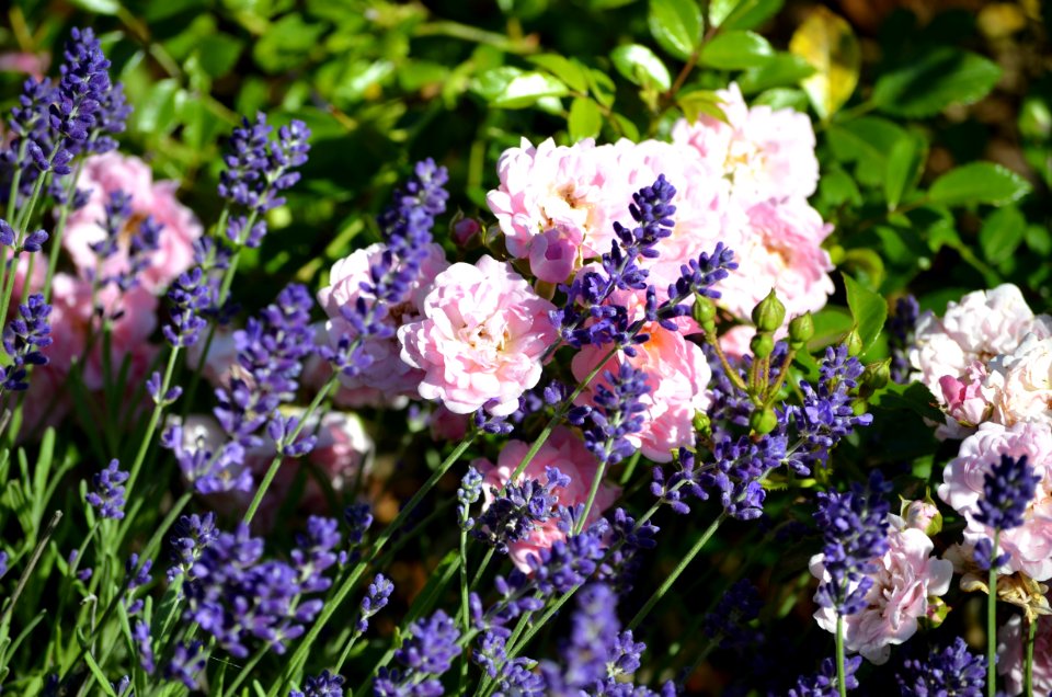 Flower Plant Lilac Flowering Plant