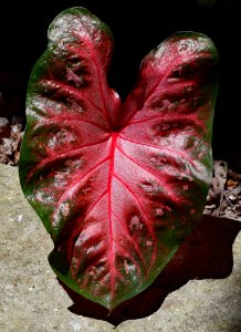 Leaf Plant Flora Flower