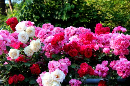 Flower Plant Rose Rose Family photo