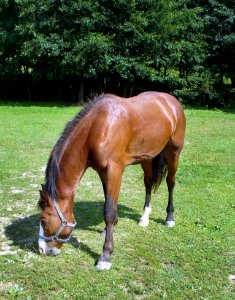 Horse Mare Mane Bridle