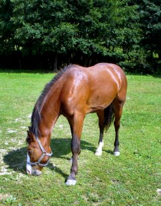 Horse Mare Mane Bridle photo