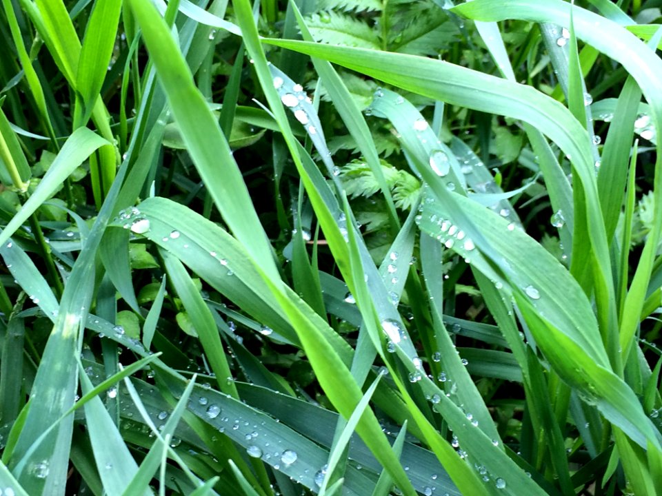 Grass Plant Grass Family Leaf