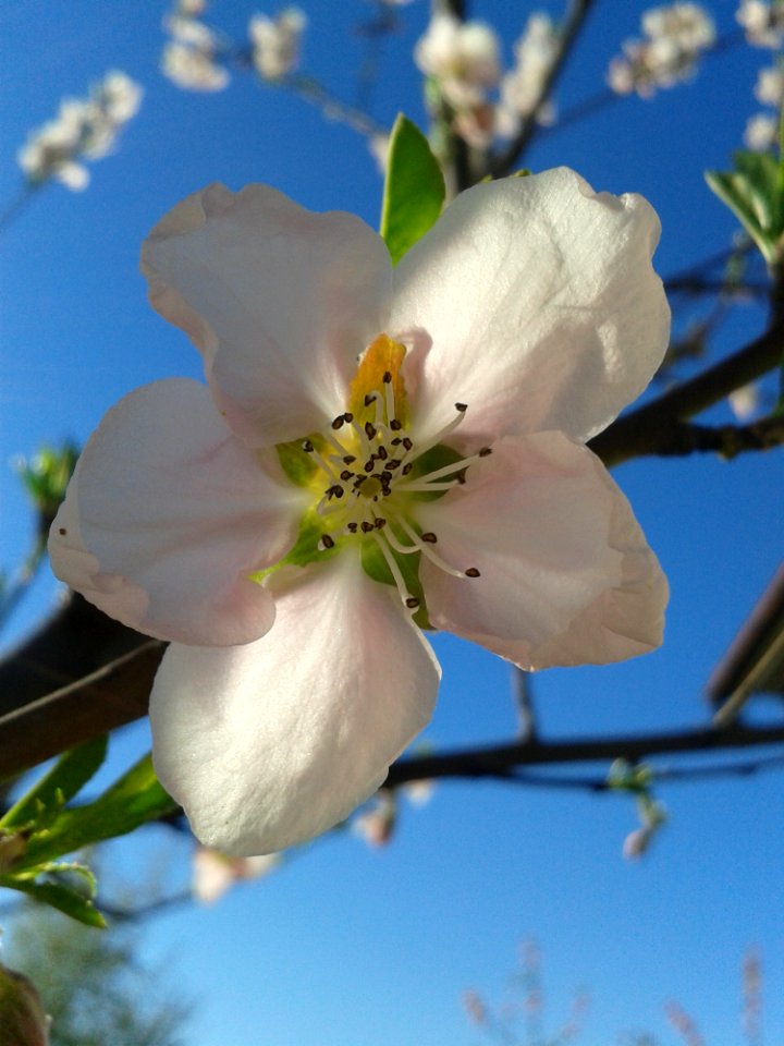 Blossom Flower Flora Spring