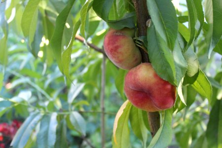 Peach Fruit Fruit Tree Local Food photo