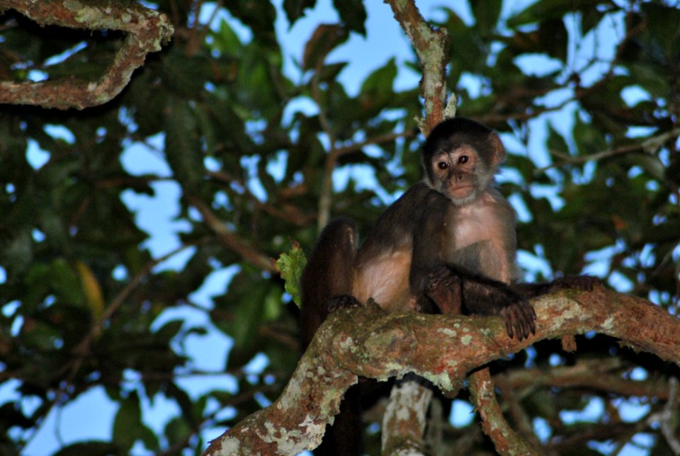 Fauna Mammal Primate Tree