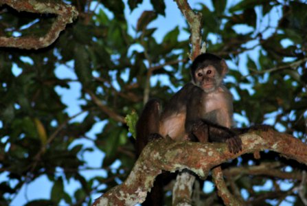 Fauna Mammal Primate Tree photo