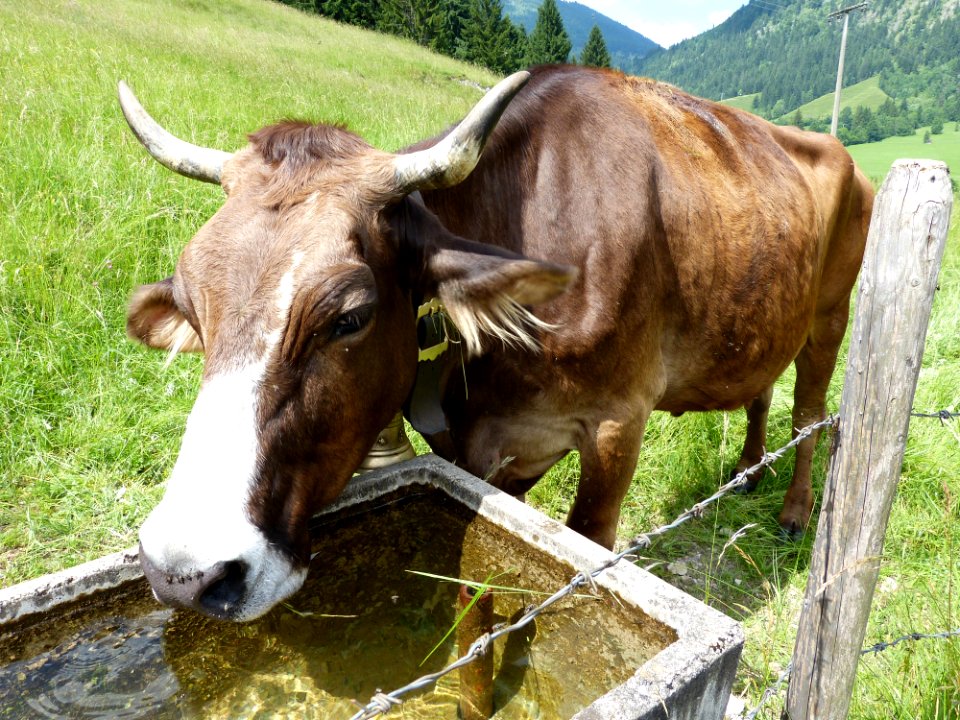 Cattle Like Mammal Horn Grazing Pasture