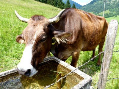 Cattle Like Mammal Horn Grazing Pasture photo