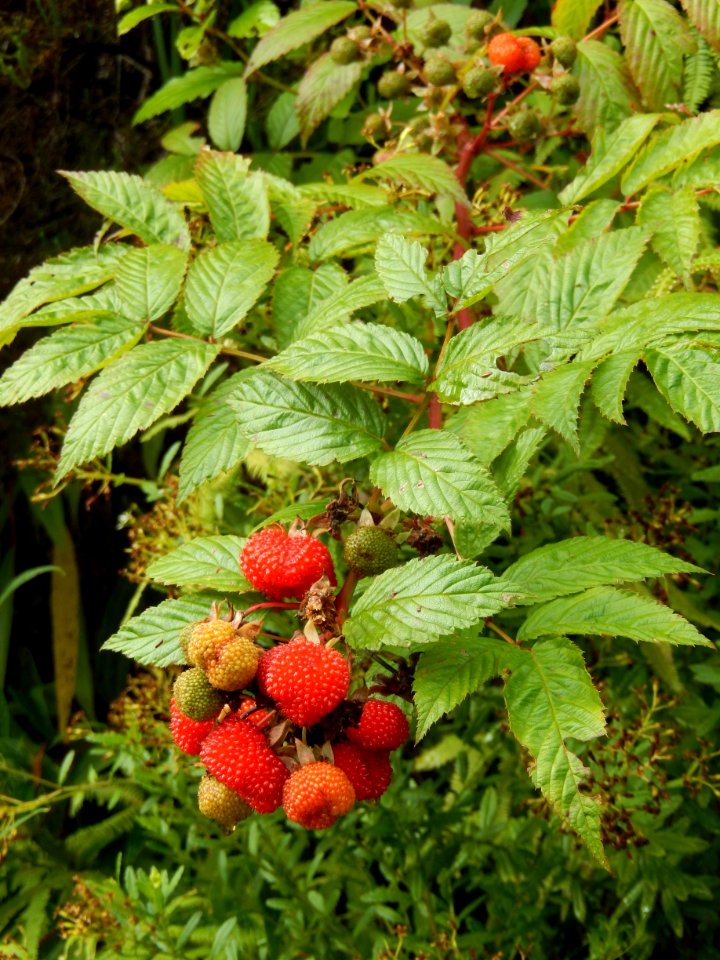 Plant Strawberries West Indian Raspberry Fruit