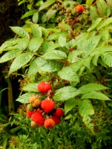 Plant Strawberries West Indian Raspberry Fruit