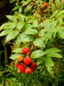 Plant Strawberries West Indian Raspberry Fruit photo