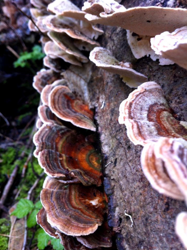 Fungus Auriculariaceae Medicinal Mushroom Auriculariales