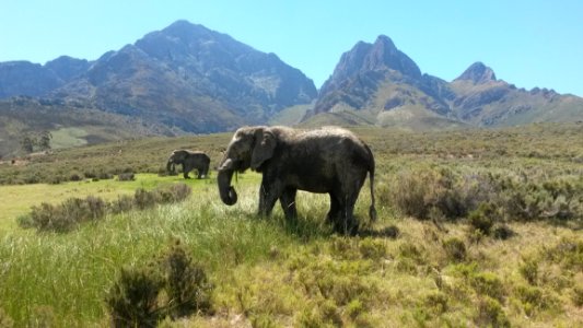 Elephants And Mammoths Elephant Wildlife Grassland photo