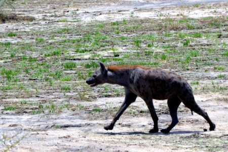 Wildlife Hyena Fauna Terrestrial Animal