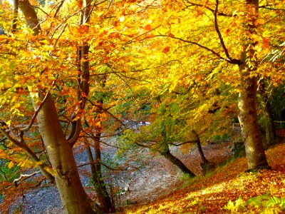 Nature Autumn Woodland Tree photo