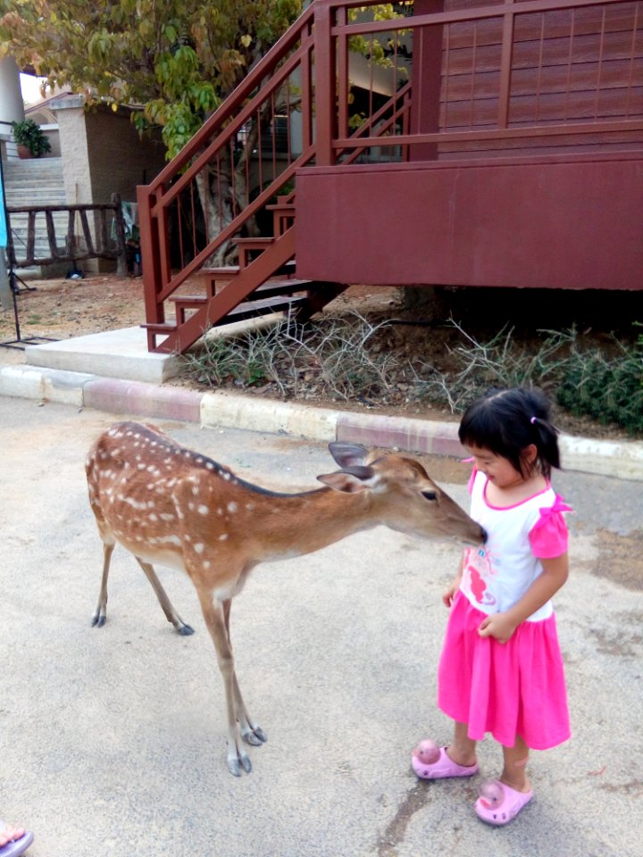 Giraffe Zoo Giraffidae Deer