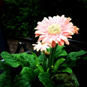 Flower Plant Gerbera Flowering Plant photo