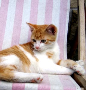 Cat Whiskers Small To Medium Sized Cats Fauna
