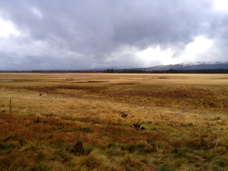 Ecosystem Plain Grassland Steppe